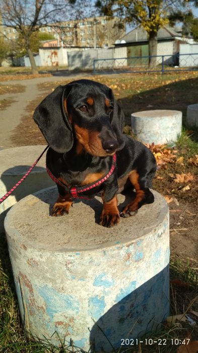 Мальчик для вязки 500грн.