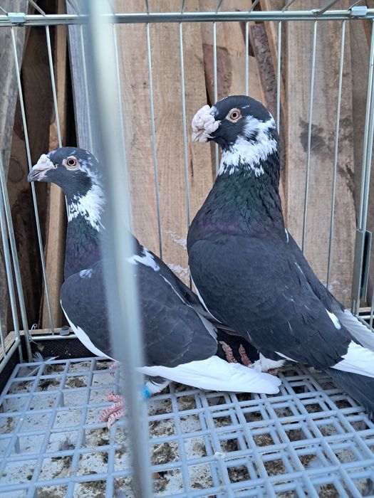 Gołębie staropolskie