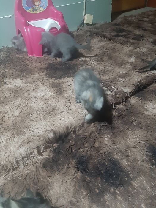 Віддам в хороші руки