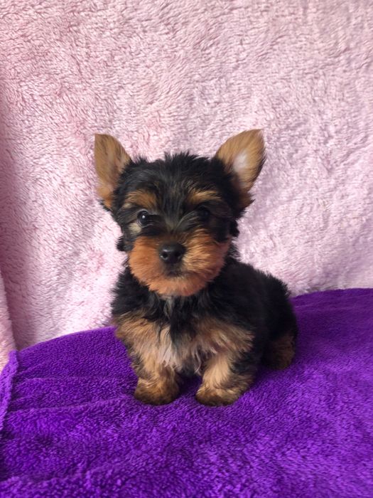 Yorkshire Terrier Macho