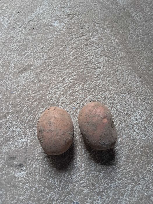 Ziemniaki jadale i sadzeniaki queen anne bellrosa i esmee