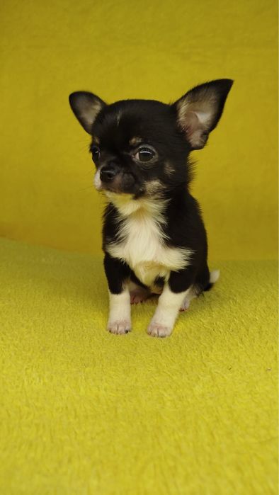 Чихуахуа девочка(все прививки сделаны)
