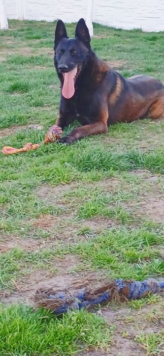 Owczarek Belgijski Malinois Piesek ZKwP