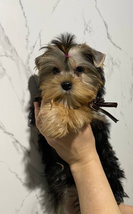 Йорки гарні гени