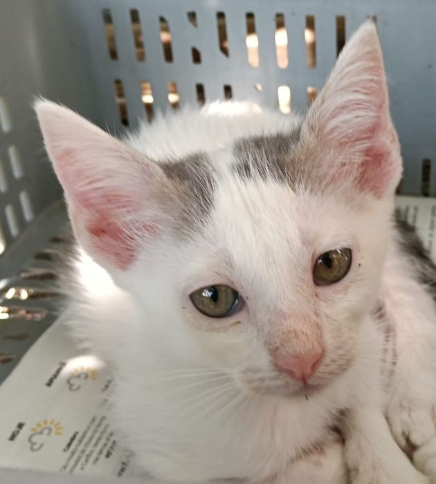 Boss - gato bebé para adoção responsável