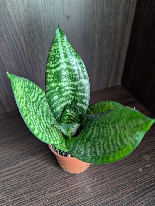 Сансевєрія сансевєра