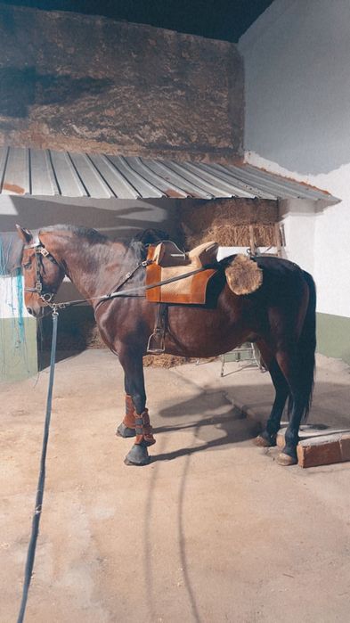 Vendo cavalo 6 anos