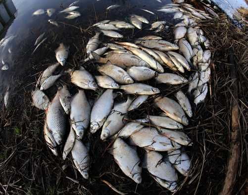 Przyducha zimowa !!! Ratuj swoje ryby Napowietrzanie Natlenianie