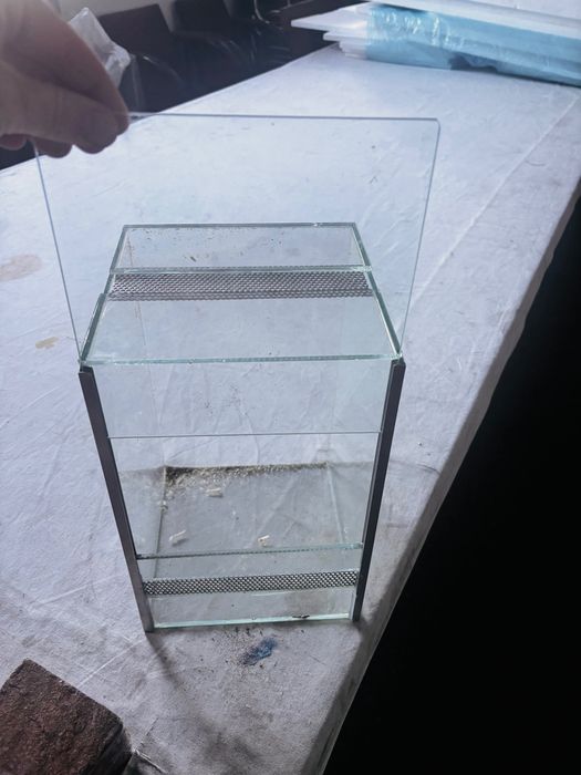 Terrarium dla patyczaków