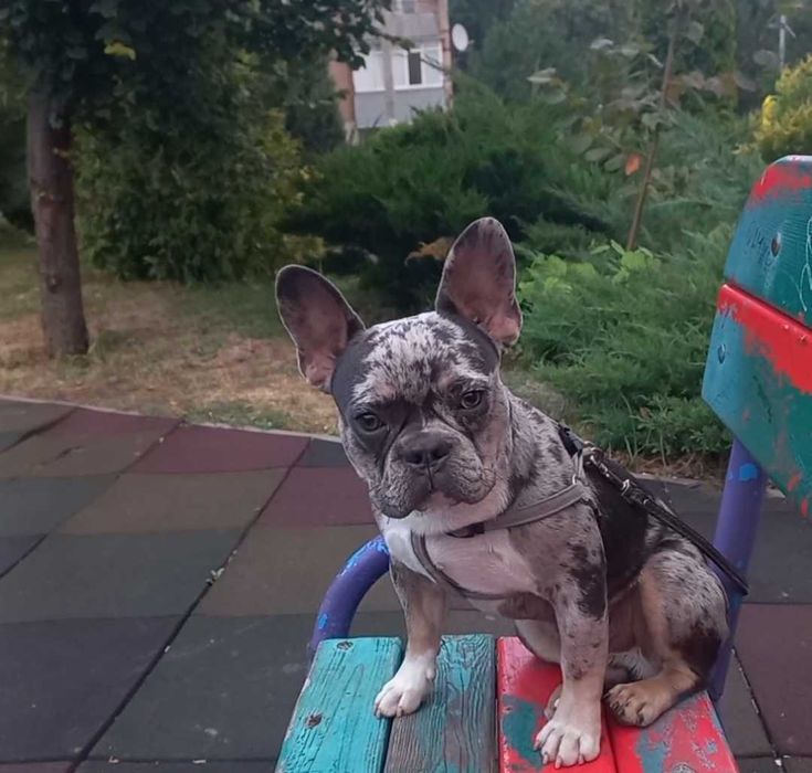 Французький бульдог 7 міс. Кобель