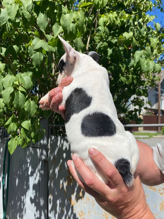 Французький бульдог