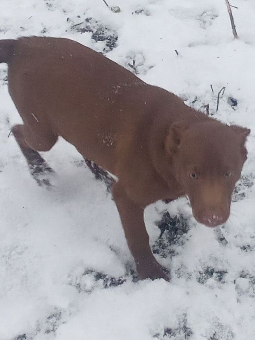 Підбульчики 3місяці