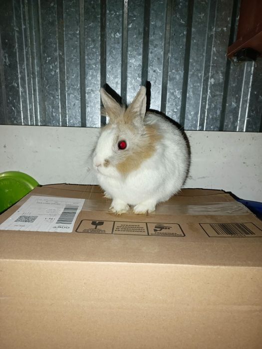 sprzedam królik miniaturka