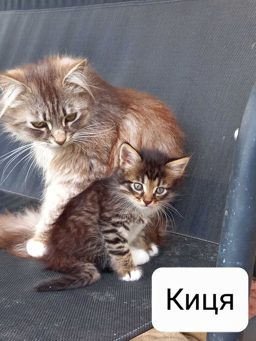 Чудові кошенята для вашого дому
