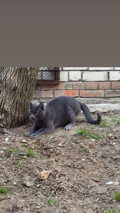 Отдам серого кота, метис русской голубой, 1 год, кастрирован