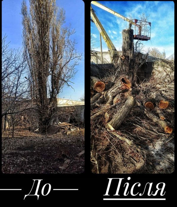 Спил деревьев , самовывоз бесплатно, дробление  веток, вывоз дров