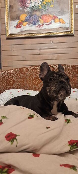 Французький бульдог шукає Принцесу для потомства. Случка.