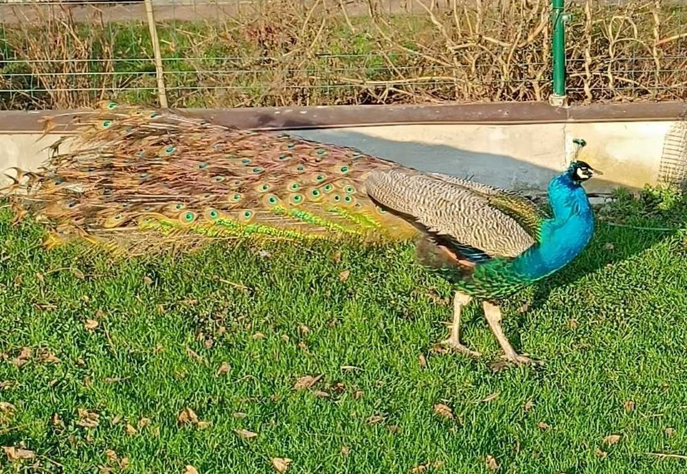 Pawie indyjskie dla Twojego ogrodu . Samce i samice.