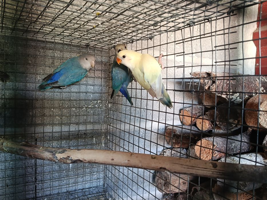 Agapornis roseicollis