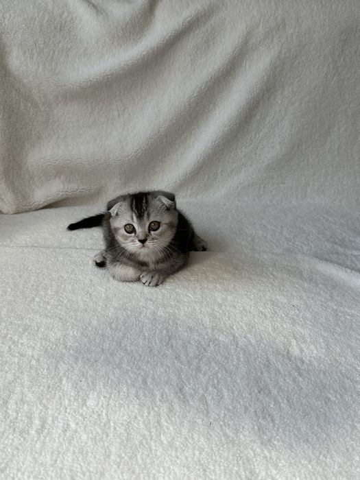 Продам замечательных котят