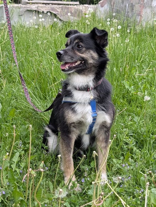 Do adopcji 5 lat samiec grzeczny