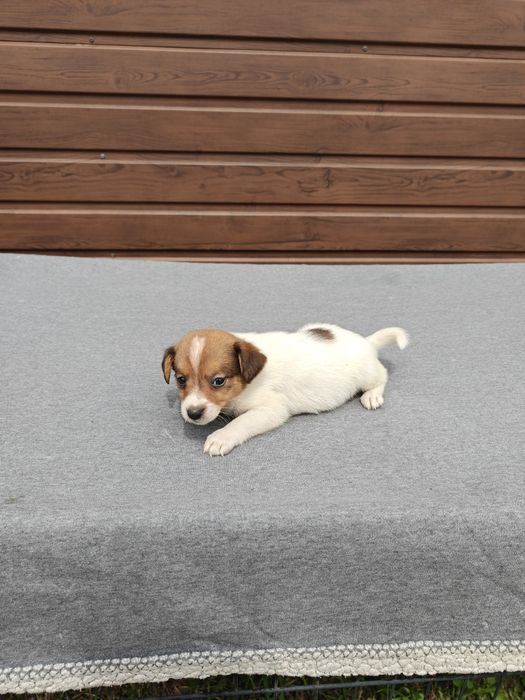 Jack Russell Terrier krótkowłosy suka