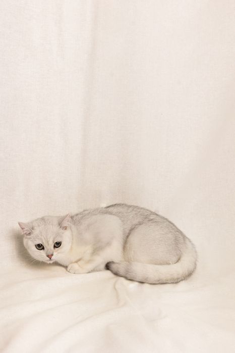 Кошення британська срібна короткошерста шиншила