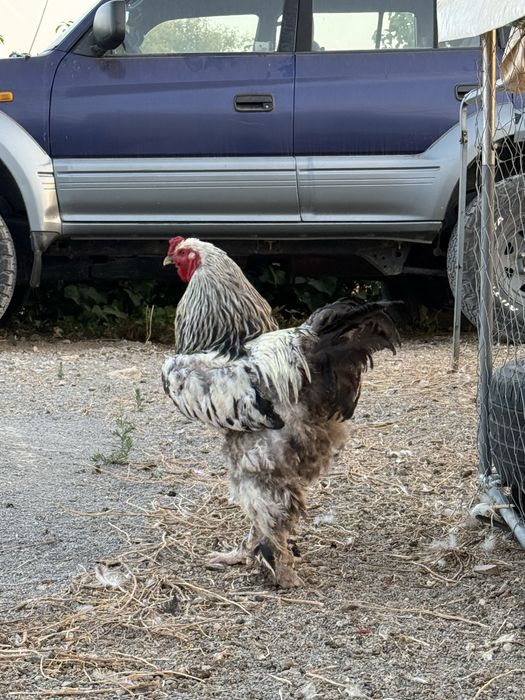 Galo Brahma para venda Algarve