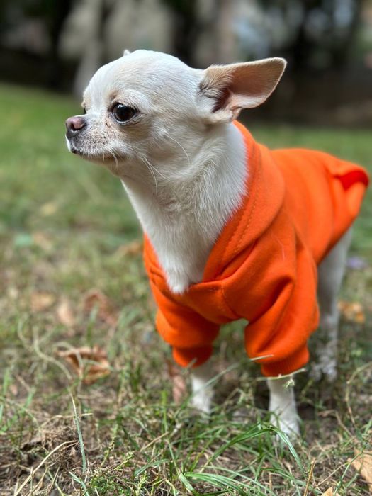 Кабель чихуахуа