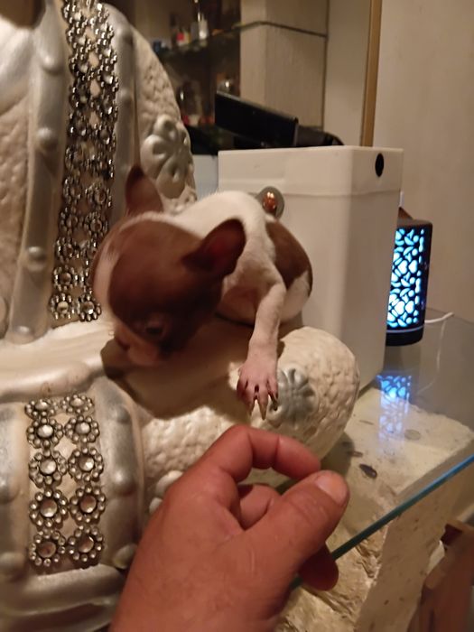 Exelente macho Boston terrier