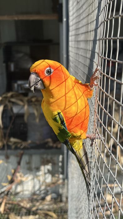 Psitacídeos Adultos