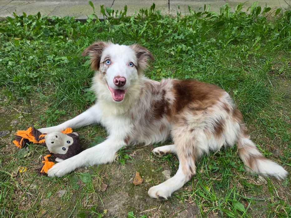 Sprzedam suczkę border collie