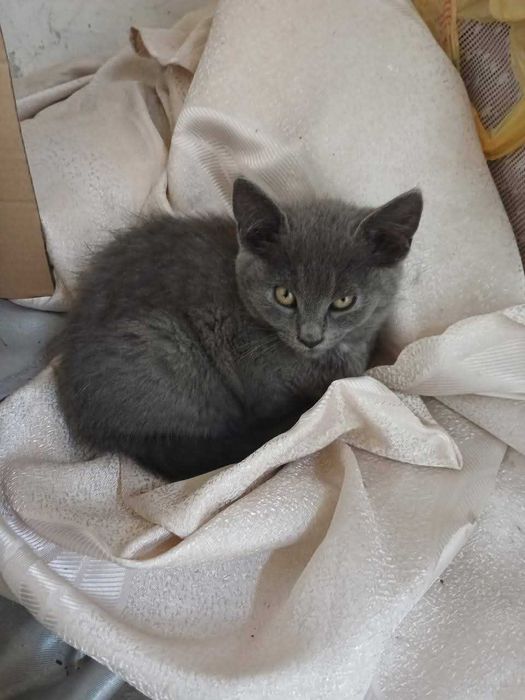 Віддамо кошенят.