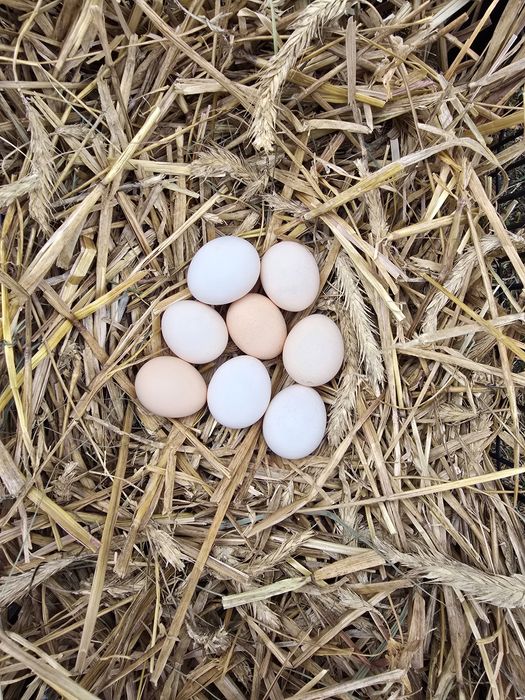 Jaja Lęgowe Kochin, Marans, Silka, Liliputki