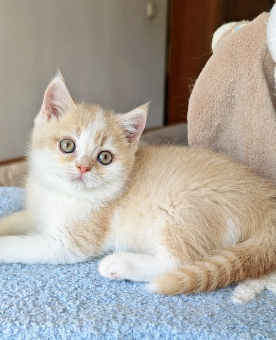 Cudowny brytyjski  kocurek