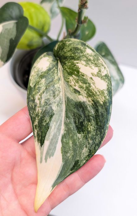 Scindapsus jade satin variegata cięta sadzonka