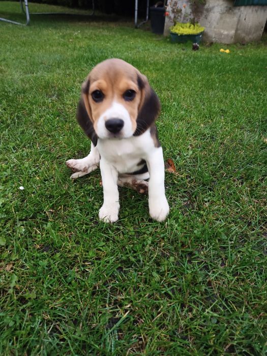 Бігль чистокровні .