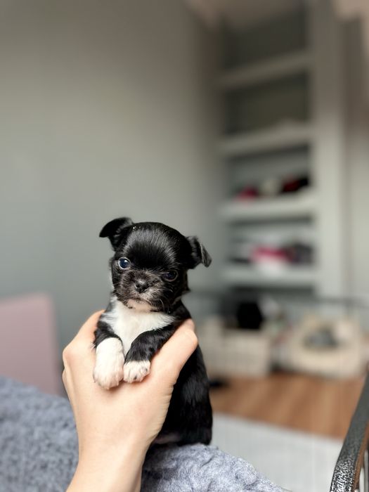 Chihuahua długowłosa chlopczyk