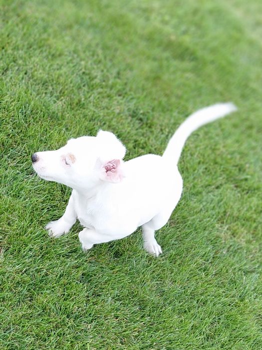 Jack Russell Terrier