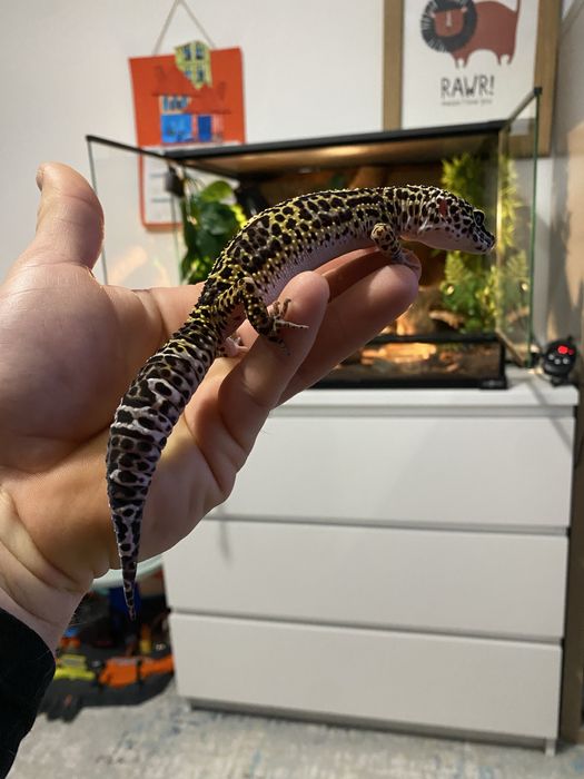 Gekon Lamparci z terrarium