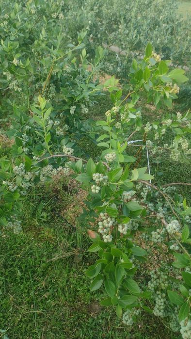 Sprzedam krzewy borówki amerykańskiej