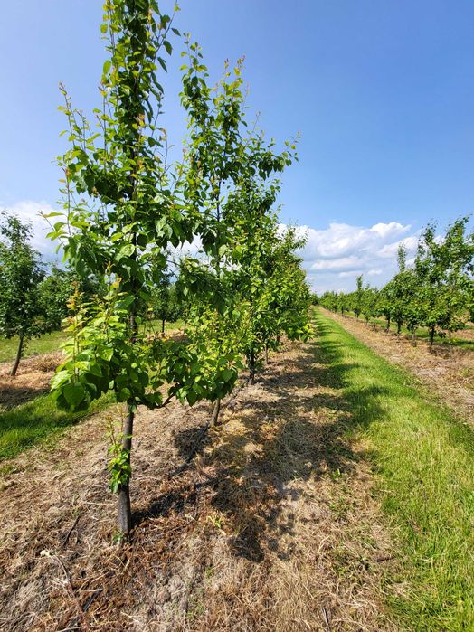 Działka rolna 2 ha z sadem i nawodnieniem – gm. Jasieniec, Stefanków