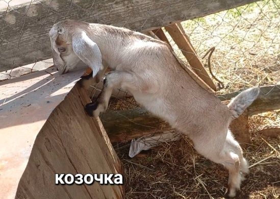 Козлик, козочка, козы