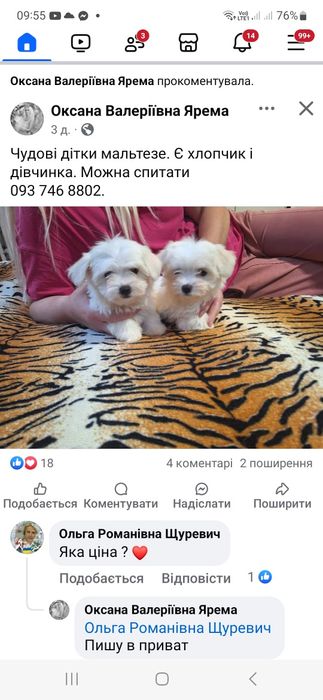 Мальтезе міні Львів