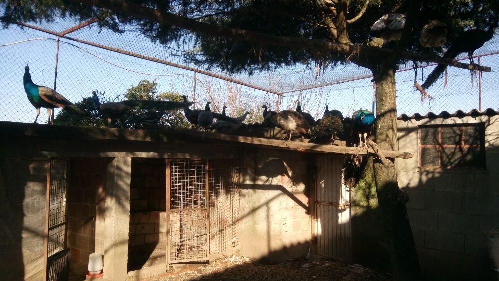 Vendo pavões várias raças