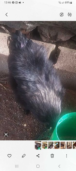 Galo sedoso do Japão