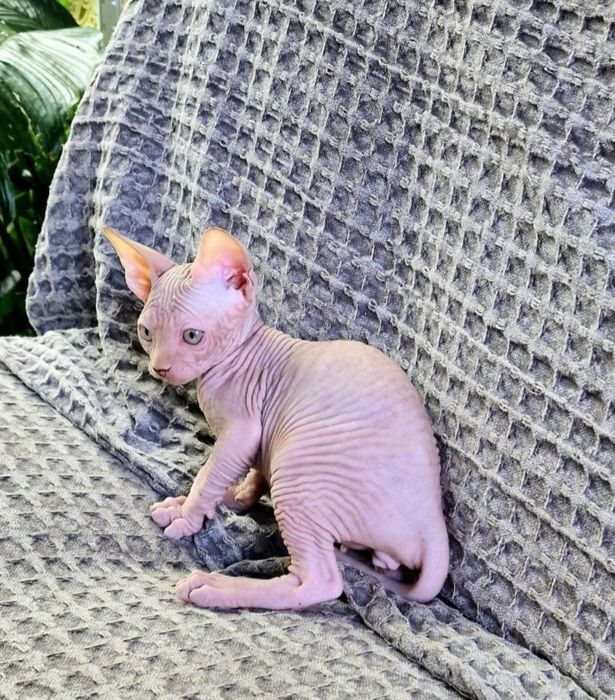 Niebieskooki kocurek sfinks kanadyjski