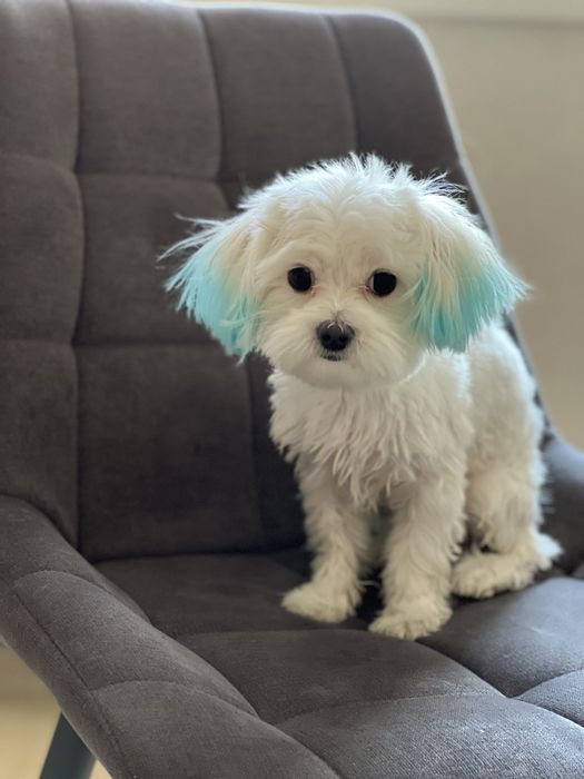 Вязка  кобель міні мальтійська болонка