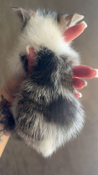 Котик від персидської кішки