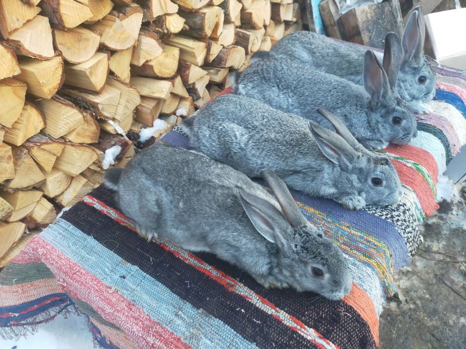 Кролі шиншила та строкачі